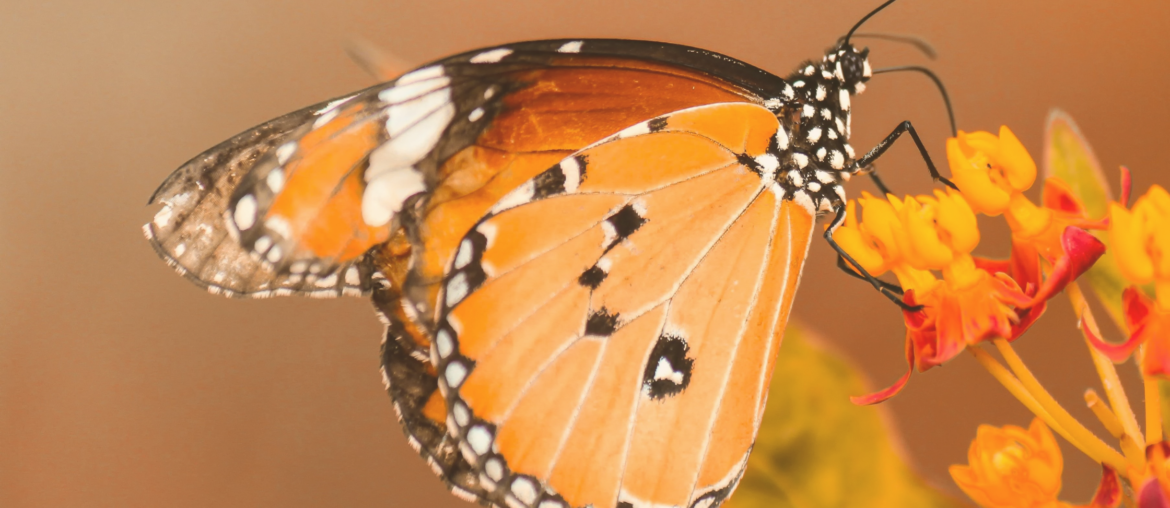 Seasons of life: personal growth through spring, summer, autumn, winter